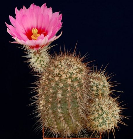 Echinocereus_ferreirianus